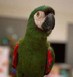 Macaw