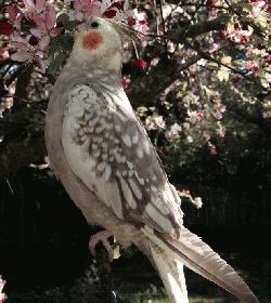 Cockatiel