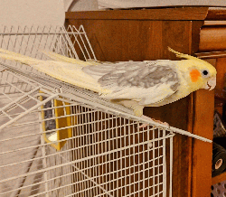 Cockatiel