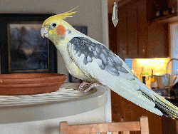 Cockatiel