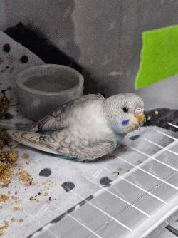 Parakeet