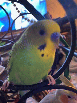 Parakeet