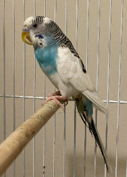 Parakeet