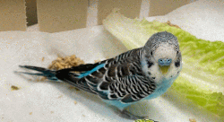 Parakeet