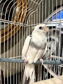 Cockatiel