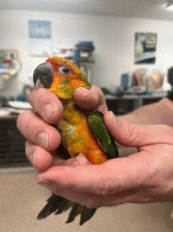 Conure