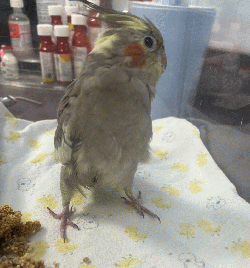 Cockatiel