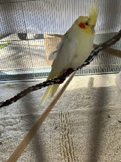 Cockatiel