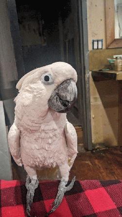 Cockatoo