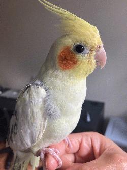 Cockatiel