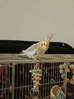 Cockatiel