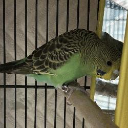 Parakeet