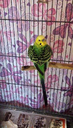 Parakeet