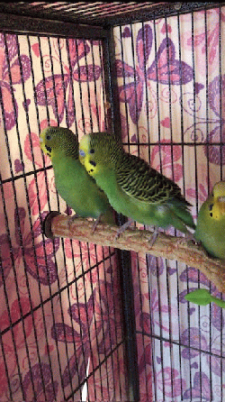 Parakeet