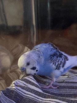 Parakeet