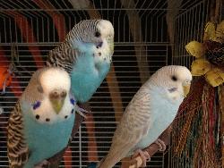 Parakeet