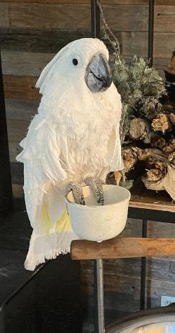 Cockatoo