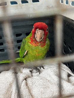 Conures of Telegraph Hill