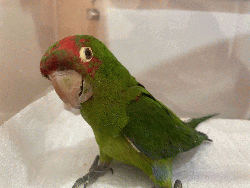 Conures of Telegraph Hill