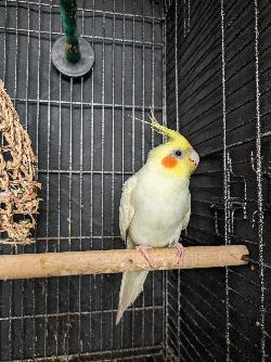 Cockatiel