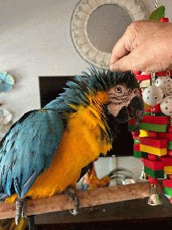 Macaw