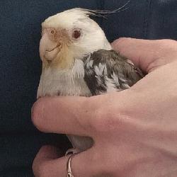 Cockatiel