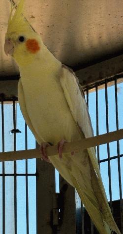 Cockatiel