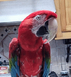 Macaw