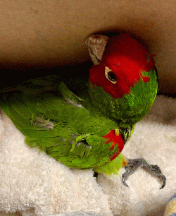 Conures of Telegraph Hill