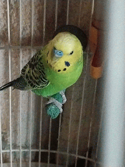 Parakeet