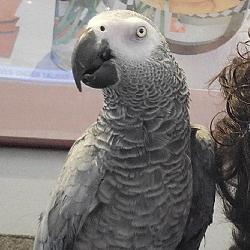 African Grey