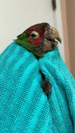 Conures of Telegraph Hill