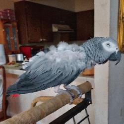 African Grey