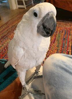 Cockatoo