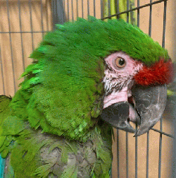 Macaw