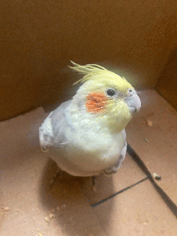 Cockatiel