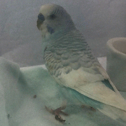 Parakeet