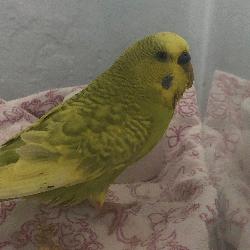 Parakeet