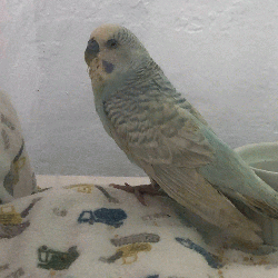 Parakeet