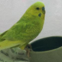 Parakeet