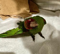 Conures of Telegraph Hill