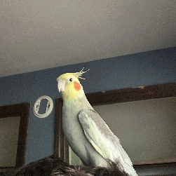 Cockatiel