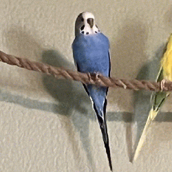 Parakeet