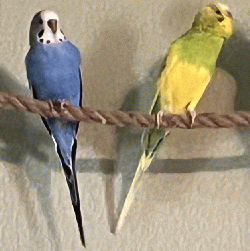 Parakeet