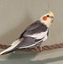 Cockatiel