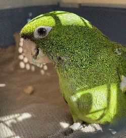 Conures of Telegraph Hill