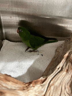 Conures of Telegraph Hill