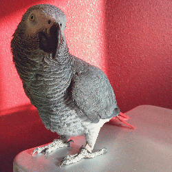 African Grey