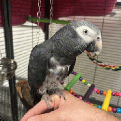 African Grey