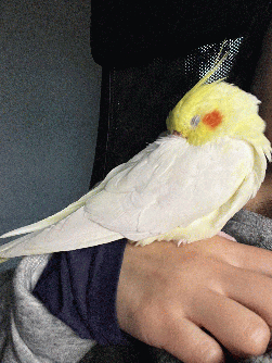 Cockatiel